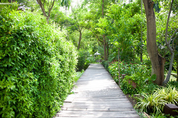 Wall Mural - beautiful green tree with walkway wooden in the garden and sunlight in summer.