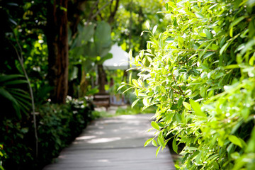 Wall Mural - beautiful green tree with walkway wooden in the garden and sunlight in summer.