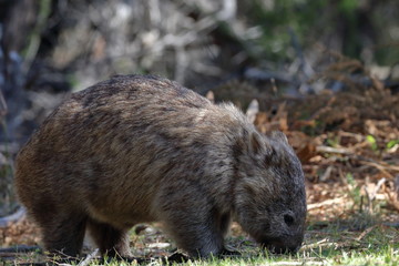 Wall Mural - wombat