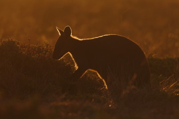 Wall Mural - swamp wallaby