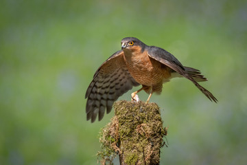 Wall Mural - A sparrowhawk perched on top of an old lichen covered stump forms a mantle over its prey. Against a plain background and copy space around