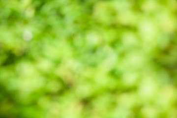 Wall Mural - green tree blurred background and sunlight with bokeh, spring season.