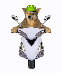 Wall Mural - The dog in green protective helmet is riding the white moped. White background. Isolated.