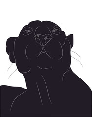 Wall Mural - vector illustration of panther portrait, drawing silhouette