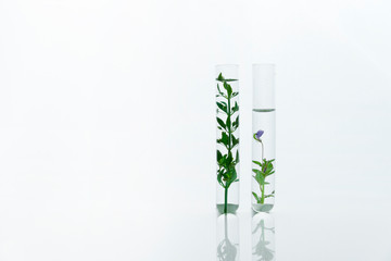 Wall Mural - two scientific glass test tube with green plant and purple flower in cosmetic medical laboratory whi