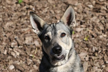 Wall Mural - beautiful mixed dog head portrait in the garden