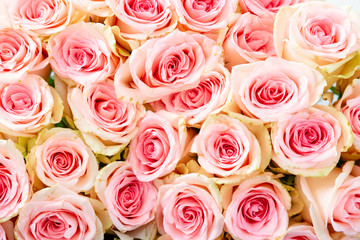 Bright pink natural roses as a background.