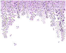 Wisteria Flower , Beautiful Flower With Purple White And Pink