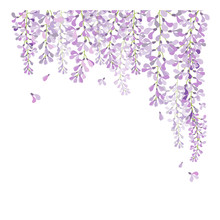 Wisteria Flower , Beautiful Flower With Purple White And Pink