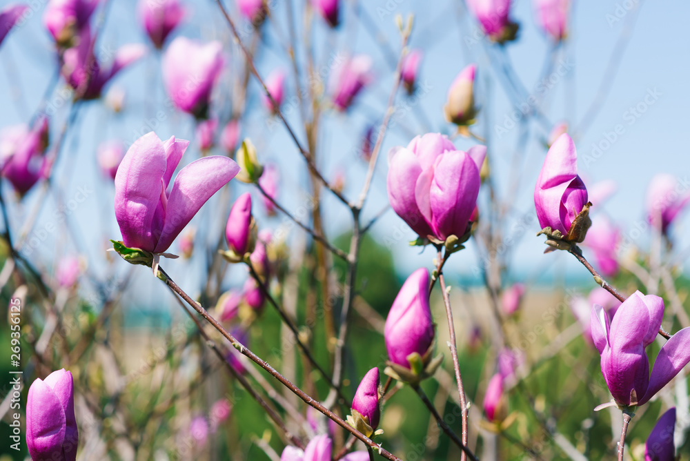 purple magnolia flowers on a branch against a blue sky in spring - obrazy, fototapety, plakaty 