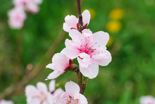 Pink Apricot Flowers On A Branch In Early Spring In The Garden