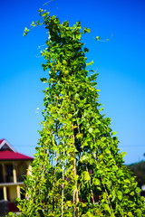 Wall Mural - Young stalks of a string bean on poles on the background of blue sky