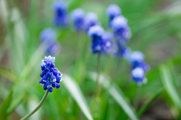 Wall Mural - Blue flowers of hyacinth in garden