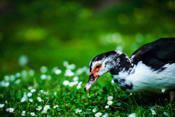 Wall Mural - Duck on green grass