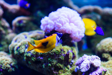 Wonderful and beautiful underwater world with corals and tropical fish.