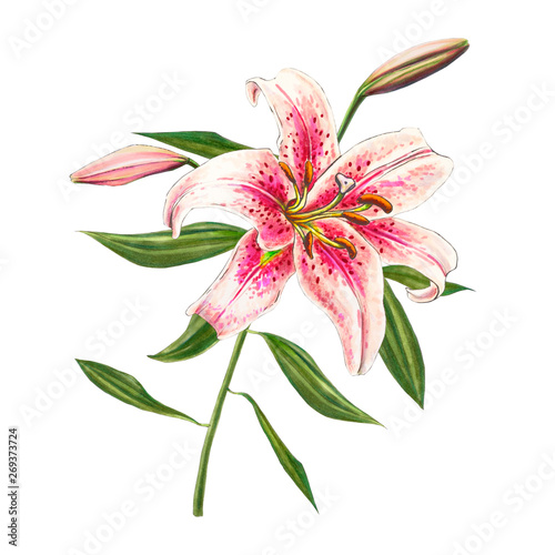 Beautiful Pink Lily Bouquet Of Flowers Floral Print Marker