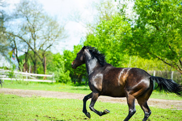 Running horse