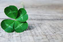 Authentic Shamrock Four Leaf Clover On Gray Wooden Background