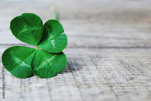 Cuadros en Lienzo Single green four leaves clover on gray wooden board background close up