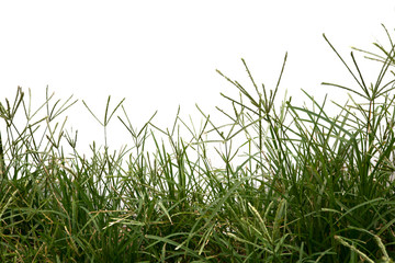 Sticker - Grass isolated on white background. Clipping path.