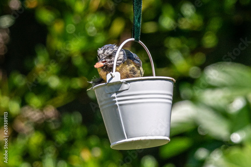 Urban Wildlife With A Bluetit Cyanistes Caeruleus With A Piece