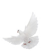 free flying white dove isolated
