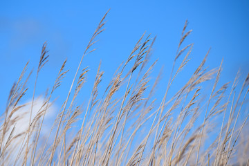  Detalle de campo de cereales sin segar mecidos por el viento en un día soleado.