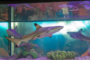 Sticker - Blacktip reef shark (Carcharhinus melanopterus) swimming in aquarium