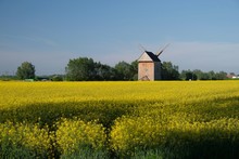 Traditional Wooden Windmill And A Rape Field - Poland, Zulawy, Mokry Dwor