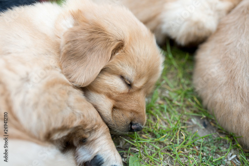 Cute Puppy Dog Lover Hundewelpen Hoverwart Blond Tierbabys Haustier Hund Vierbeiner Welpe Wachhund Familienhund Kind Schwarz Dunkel Pfoten Tapsig Outdoor Tierportrait Buy This Stock Photo And Explore Similar Images At Adobe