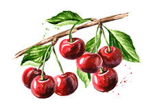 Cherry. Ripe Cherries On The Branch Watercolor Hand Drawn Illustration Isolated On White Background
