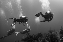 Scuba Divers Underwater Around Coral Reefs, Three Amigos, Turneffe Atoll, Belize Barrier Reef, Belize