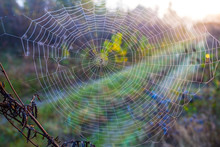 Closeup Spider Web On The Bush Branches At The Early Morning, Natural Background