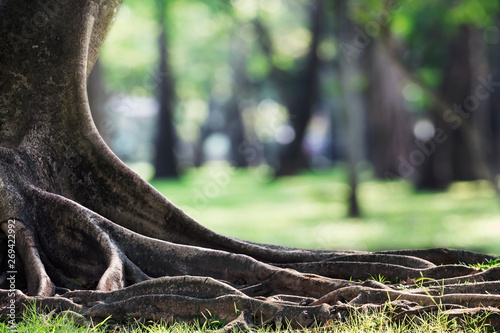 Fotomural Big tree with trunk and roots spreading out beautiful on grass green in nature forest background with sunshine in the morning