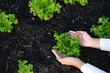 Hands and lettuce of gardeners The concept of growing organic vegetables