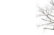 © FOTO SALE - Dry twigs, dry trees on a white background Object concept