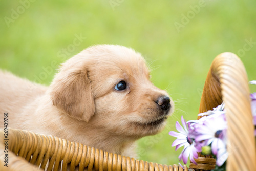 Cute Puppy Dog Lover Hundewelpen Hoverwart Blond Tierbabys Haustier Hund Vierbeiner Welpe Wachhund Familienhund Kind Pfoten Tapsig Outdoor Tierportrait Buy This Stock Photo And Explore Similar Images At Adobe Stock