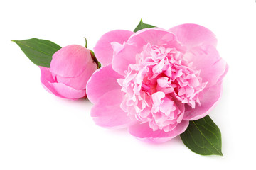 Wall Mural - Pink flower peonies flowering isolated.