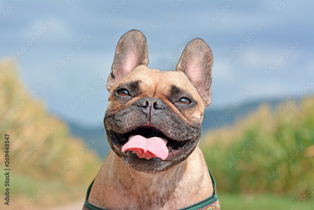 Head of a happy smiling brown French Bulldog dog with tongue out on blurry blue sky and field background - obrazy, fototapety, plakaty 