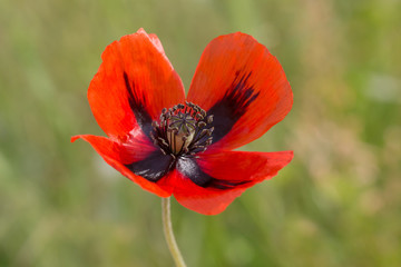 Sticker - close up of red poppy flower on a meadow