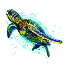  Sea Turtle. Realistic, Artistic, Colored Drawing Of A Sea Turtle On A White Background In A Watercolor Style.