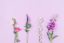 Lisianthus Flower , Eistoma Grandiflorum, Longleaf Speedwell, Veronica Longifolia, Goat Willow, Salix Caprea, Levkoje, Matthiola, Pink Background