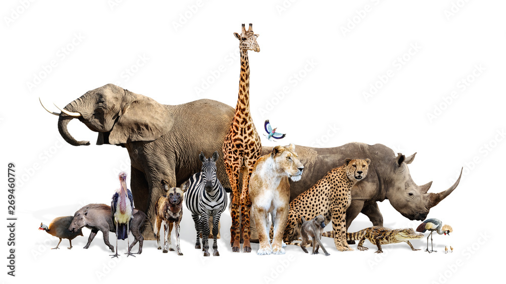 Safari Wildlife Group on White - obrazy, fototapety, plakaty 