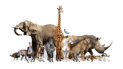 Wall Mural - safari wildlife group on white