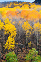 Wall Mural - Autumn landscape photography. Colorful forest background.  Karagol Cubuk Ankara Turkiye.