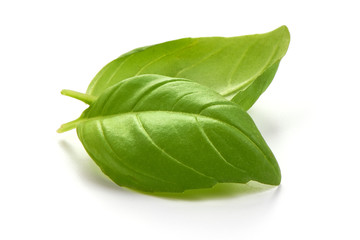 Wall Mural - Fresh basil leaves, close-up, isolated on white background