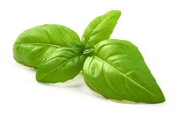 Wall Mural - Fresh Green Basil Leaf, close-up, isolated on white background