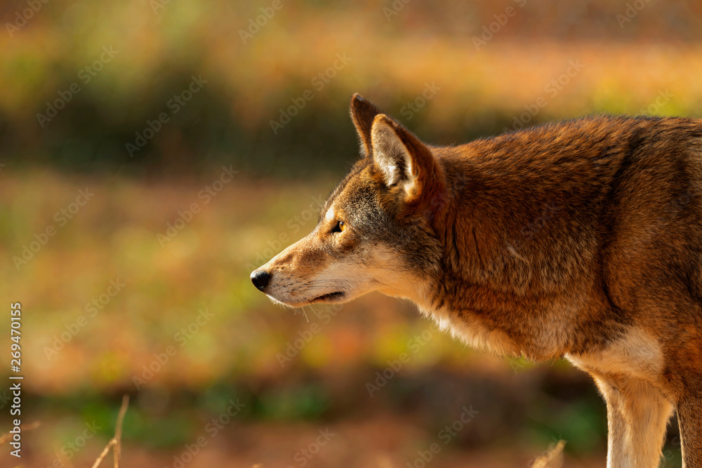 Red wolf (Canis lupus rufus) a rare wolf species native to