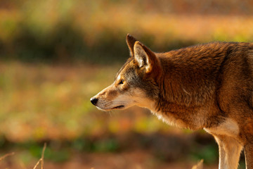 Poster - Red wolf (Canis lupus rufus) a rare wolf species  native to the southeastern United States. Picture from ZOO.