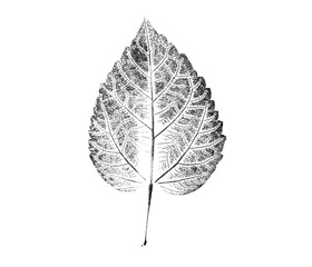 Wall Mural - Black and white ink stamp of a leaf with organic texture. Isolated leaf from tree.